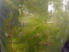 Hydrilla Aquarium Plant