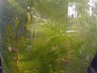 Hydrilla Fish Tank Plant