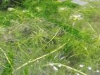 Hydrilla Plants