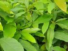 හයිබ්‍රිඩ් අලි පේර පැල