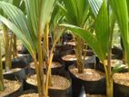 හයිබ්‍රිඩ් පොල් පැල - Hybrid Coconut Plant