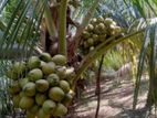 හයිබ්‍රිඩ් පොල් පැළ ( Coconut Plant )