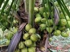 හයිබ්‍රිඩ් පොල් පැළ CRC65 ( Coconut Plant )