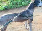Great Dane Male for Stud