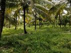 Ibbagamuwa : 10.5 acres Coconut Estate for sale at Kumbukwewa