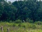Land for Sale - Kantale