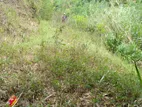 Land for Sale - Kappetipola