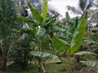 Land for sale in Katupotha