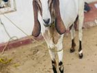 Farm Goat