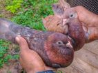 Pigeons