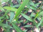 ඉගුරු පැල
