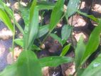 ඉගුරු පැල