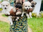 Lion Pomeranian Puppies