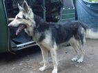 German Shepherd Dog