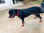 Rottweiler Dog