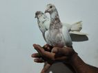 Pigeons