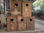 Parrot Breeding Box