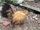 Farm Hens