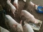 Farm Pigs