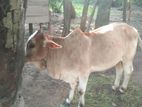Farm Cow
