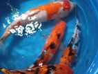 Koi Carf Fish