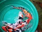 Koi Carp Fish