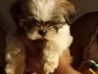 Shih Tzu Dog