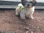 Shihtzu Puppies