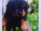 Rottweiler Puppy