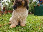 Shih Tzu Puppy