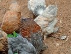 Farm Hen