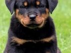 Rottweiler Puppies