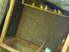 Bird Cage with Birds