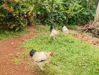 ඉක්මනින් විකිනීමට