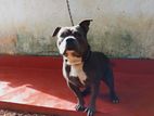 American Bully Dog