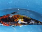 Koi Carps Fish