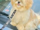 Dog for Kind Home