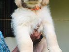 Golden Retriever Puppy