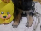 German Shepherd Puppy