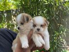 Lion Pomeranians Puppies