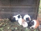 Guinea Pigs