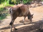 Farm Cows