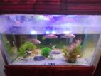 Fish Tank