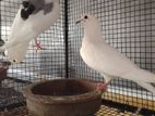 Pigeons