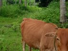 Cow