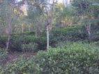 Land for Sale බණ්ඩාරවෙල