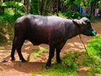 Farm Cow