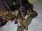 German Shepherd Puppy