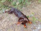 Dachshund Dog