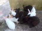 Rabbit